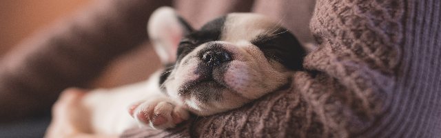 Cuddle Pup Gift Voucher